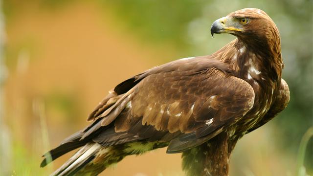 En Suisse, près d’un tiers de la population d’Aigle royal  est victime d’intoxication au plomb.
Juan Pablo Fuentes S
Fotolia [Juan Pablo Fuentes S]