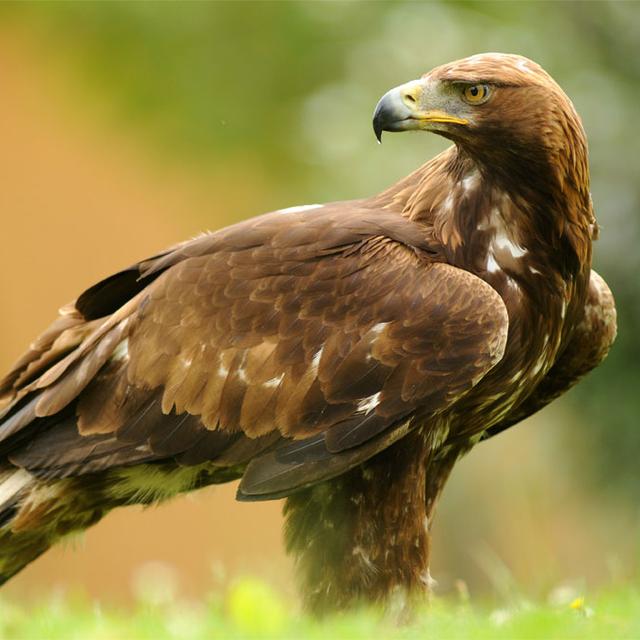 En Suisse, près d’un tiers de la population d’Aigle royal  est victime d’intoxication au plomb.
Juan Pablo Fuentes S
Fotolia [Juan Pablo Fuentes S]