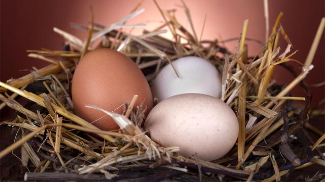 D'où vient la couleur des œufs?
Ddsign
Fotolia [Ddsign]