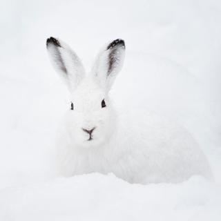 Certains animaux sont blancs comme neige.
Peter Wey
Fotolia [Peter Wey]