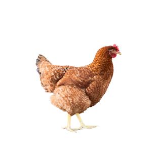 Le poulet partage davantage de chromosomes identiques avec les dinosaures qu’avec les autres oiseaux.
Whitestorm
Fotolia [Whitestorm]