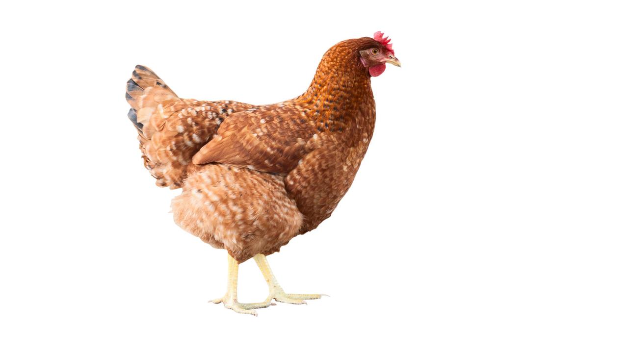 Le poulet partage davantage de chromosomes identiques avec les dinosaures qu’avec les autres oiseaux.
Whitestorm
Fotolia [Whitestorm]