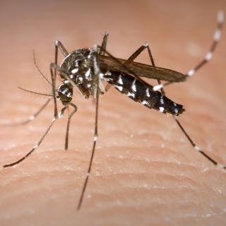 En 2005, le moustique tigre était responsable d'une épidémie de chikungunya.
CDC-GATHANY / Phanie
AFP [CDC-GATHANY / Phanie]