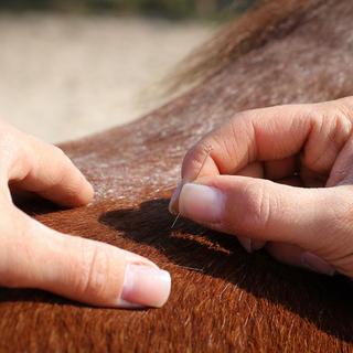 L'acupuncture est une méthode également utilisée sur les animaux.
Sven Cramer
Fotolia [Sven Cramer]