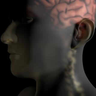 Stéphanie Clarke est une spécialiste du cerveau et de la moelle épinière.
Anatomical Design
Fotolia [Anatomical Design]