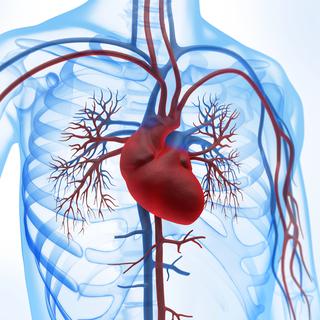 Le cœur, un organe vital des êtres vivants. 
Psdesign1
Fotolia [Psdesign1]