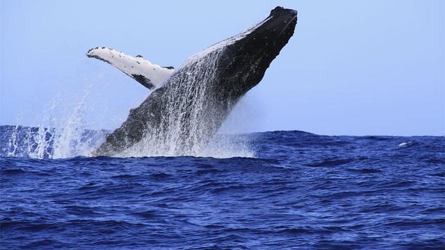 15'000 baleines peuplent l’Atlantique sud.
Sophie
Fotolia [Sophie]