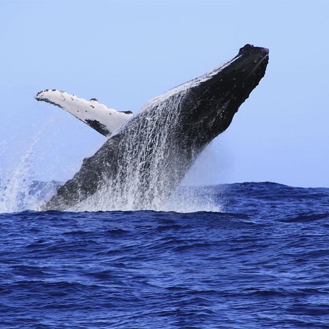 15'000 baleines peuplent l’Atlantique sud.
Sophie
Fotolia [Sophie]