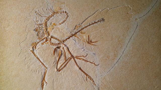 Le 11e Archaeopteryx lithographica qui est exposé au Muséum du samedi 21 décembre 2013 au dimanche 2 mars 2014.
Volker Griener
SMNK [SMNK - Volker Griener]
