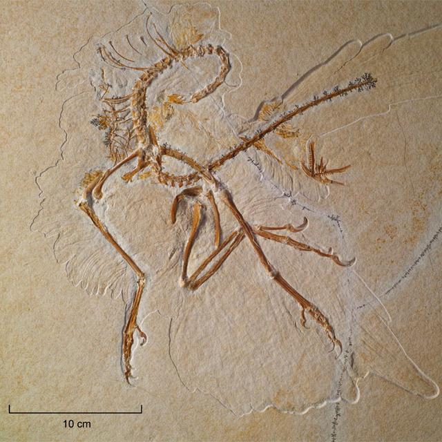 Le 11e Archaeopteryx lithographica qui est exposé au Muséum du samedi 21 décembre 2013 au dimanche 2 mars 2014.
Volker Griener
SMNK [SMNK - Volker Griener]