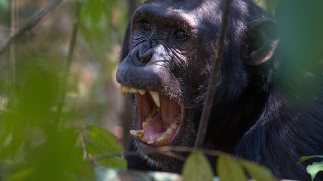 Quelle est l’origine de la violence chez les primates? [Impala]