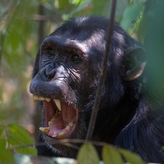 Quelle est l’origine de la violence chez les primates? [Impala]