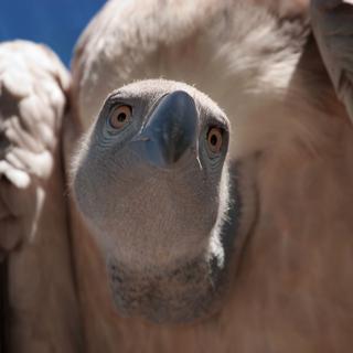 Les vautours d’Afrique et d’Europe pourraient disparaître en quelques dizaines d’années.
Holstphoto
Fotolia [Holstphoto]