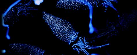 Les calamars font partie des espèces qui utilisent la bioluminescence. [Andrea Echeverria]