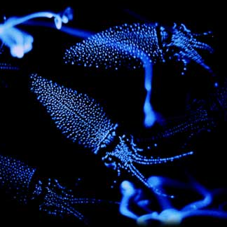 Les calamars font partie des espèces qui utilisent la bioluminescence. [Andrea Echeverria]