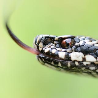 Certains serpents venimeux, comme les vipères, vivent en Suisse.
Matteo
Fotolia [Matteo]