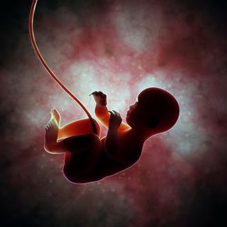 Foetus et son cordon ombilical. [Mopic]