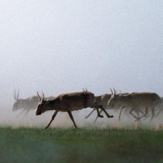 Des antilopes saïgas.
Bobkov Vyacheslav / RIA Novosti 
AFP [AFP - Bobkov Vyacheslav / RIA Novosti]