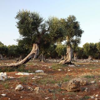 Des oliviers contaminés par la bactérie Xylella fastidiosa dans le sud de l'Italie.
Leonardo Cendamo
Leemage/AFP [Leemage/AFP - Leonardo Cendamo]