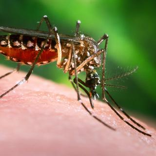 De nombreuses espèces de moustiques du genre Aedes ont été identifiées comme vecteurs du virus Zika. [CDC/BSIP/AFP]