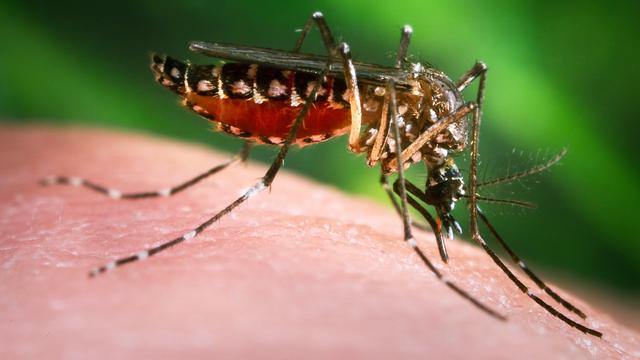 De nombreuses espèces de moustiques du genre Aedes ont été identifiées comme vecteurs du virus Zika. [CDC/BSIP/AFP]