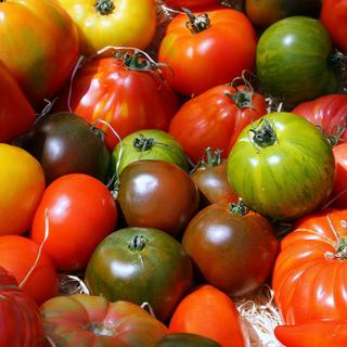 Les variétés de tomates sont innombrables. [illustrez vous]