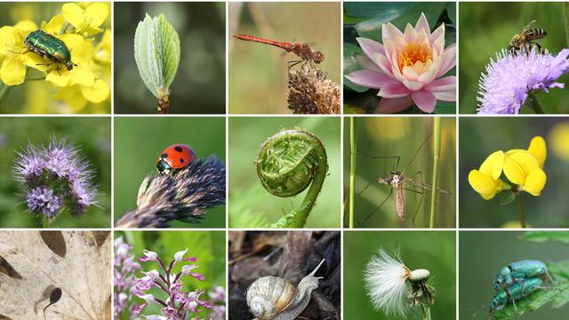 Partout dans le monde, y compris en Suisse, la biodiversité continue de s’éroder. [Yü Lan]