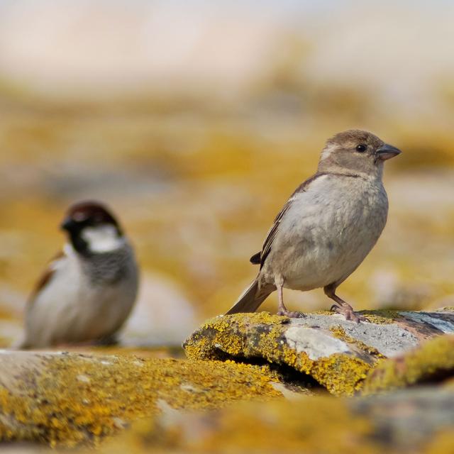 Chez les moineaux, plus le mâle est petit et dominé, plus son sperme est de bonne qualité.
paolofusacchia
Fotolia [paolofusacchia]