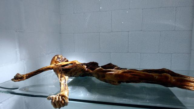 La momie de l'homme des glaces Ötzi, au musée d'archéologie de Bolzano le 28 février 2011.
Andrea Solero
AFP [AFP - Andrea Solero]