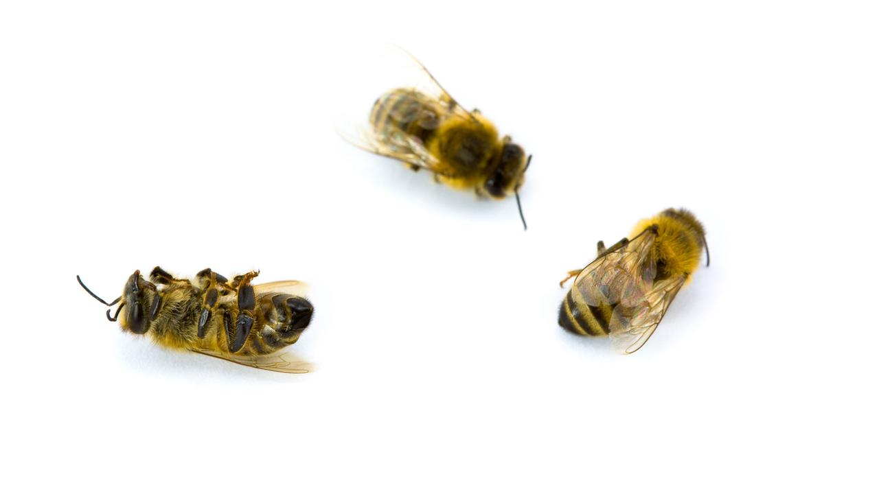 Les abeilles sont décimées par les néonicotinoïdes.
South12th
Fotolia [South12th]