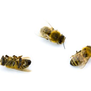 Les abeilles sont décimées par les néonicotinoïdes.
South12th
Fotolia [South12th]