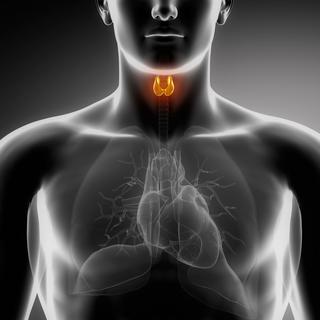 Une étude révèle le surdiagnostic de cancers de la thyroïde.
CLIPAREA.com
Fotolia [CLIPAREA.com]
