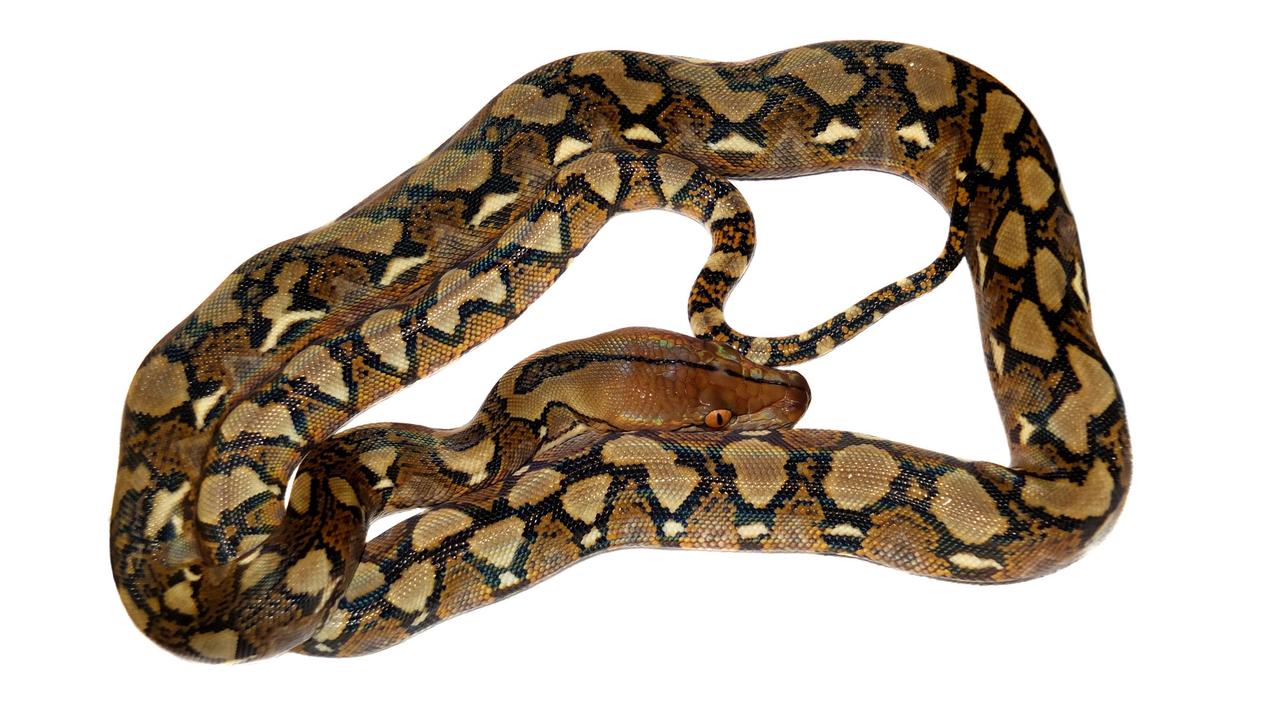 Certains pythons réticulés pourraient atteindre jusqu'à huit mètres de long.
Farinoza
Fotolia [Farinoza]
