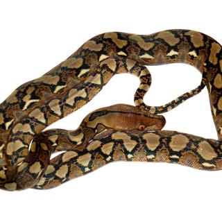 Certains pythons réticulés pourraient atteindre jusqu'à huit mètres de long.
Farinoza
Fotolia [Farinoza]