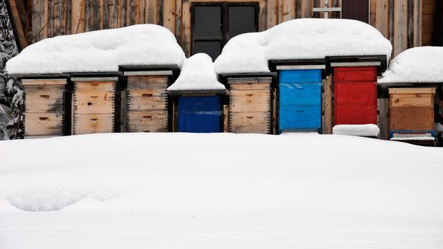 Les abeilles hibernent lors d'une hiver "normal".
Alexandra Giese
Fotolia [Alexandra Giese]