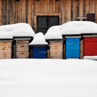 Les abeilles hibernent lors d'une hiver "normal".
Alexandra Giese
Fotolia [Alexandra Giese]