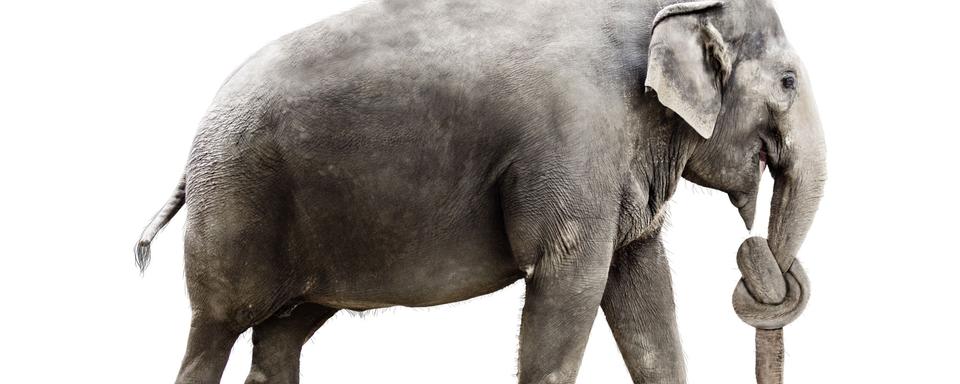 Les éléphants ont-ils des trucs pour ne pas oublier?
Werner Dreblow
Fotolia [Werner Dreblow]