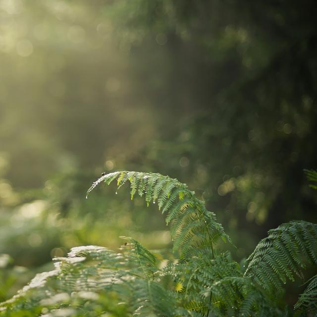 Trouvez la lumière est nécessaire pour les plantes.
wrzesientomek
Fotolia [wrzesientomek]