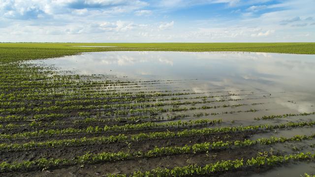 Certaines plantes sont armées contre les inondations.
oticki
Fotolia [oticki]