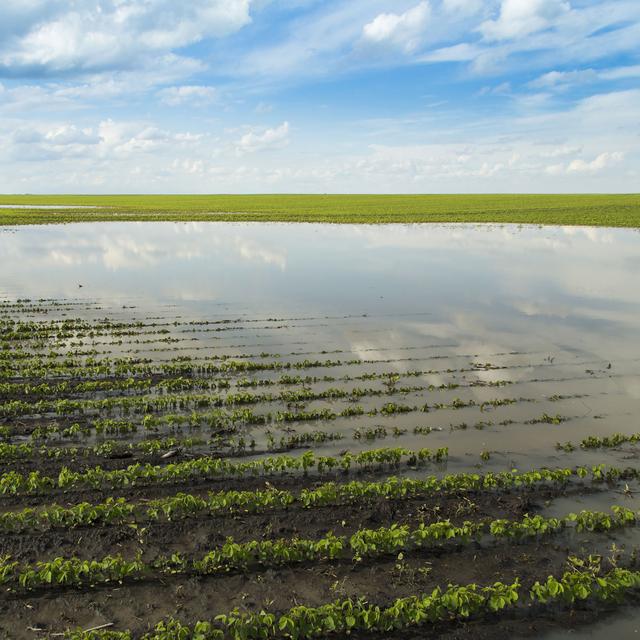 Certaines plantes sont armées contre les inondations.
oticki
Fotolia [oticki]