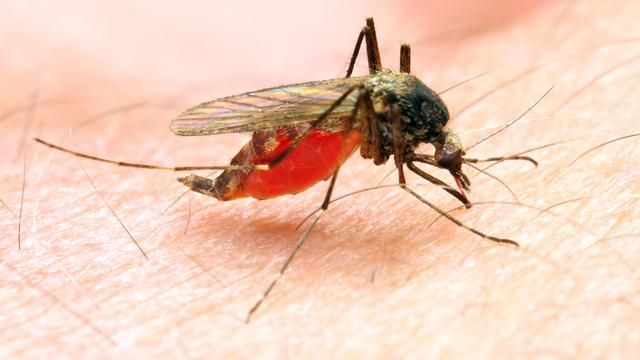 La malaria est transmise par une femelle moustique du genre Anopheles.
Kletr
Fotolia [Fotolia - Kletr]