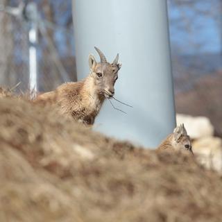 Des bouquetins surpris dans la grande volière du parc La Garenne.
Sébastien Blanc
RTS [RTS - Sébastien Blanc]