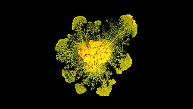 Un Physarum polycephalum photographié par le CNRS. [AFP - Audrey Dussutour/CNRS]