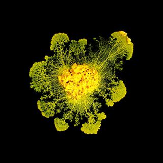 Un Physarum polycephalum photographié par le CNRS. [AFP - Audrey Dussutour/CNRS]