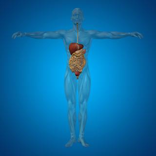 Le système digestif humain.
high_resolution
Fotolia [high_resolution]