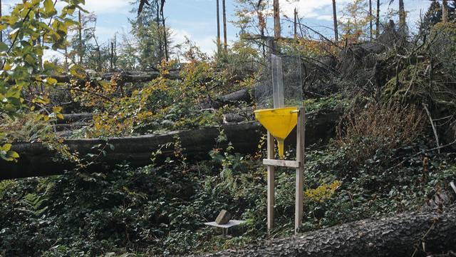 Les chercheurs ont suivi le développement des insectes sur des chablis consécutifs à la tempête Lothar, grâce à des pièges suspendus et au sol. 
Beat Wermelinger
WSL [WSL - Beat Wermelinger]