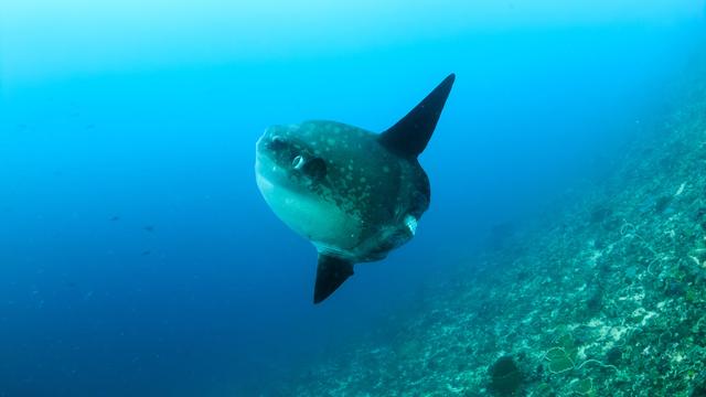 Le poisson-lune, un allié contre les invasions de méduses.
whitcomberd
Fotolia [whitcomberd]