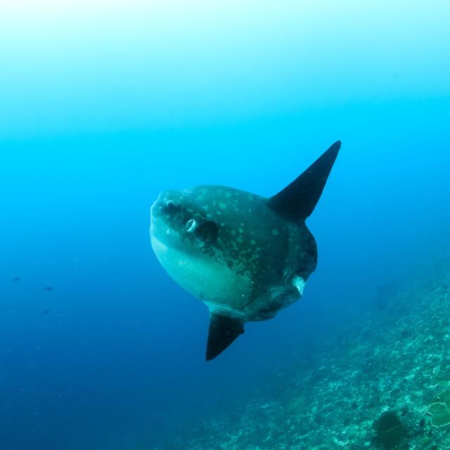 Le poisson-lune, un allié contre les invasions de méduses.
whitcomberd
Fotolia [whitcomberd]