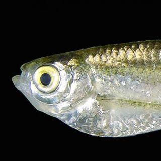La sardine amazonienne. [A. Galuch - Queiroz et al. (2013).]