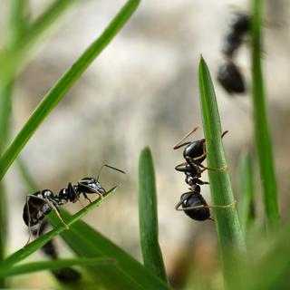 Les fourmis ont conquis presque toute la planète.
Anterovium
Fotolia [Fotolia - Anterovium]